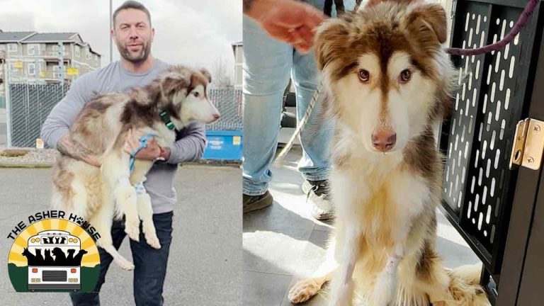 Husky Neglected in Crate His Whole Life Given Almost No Chance of Survival