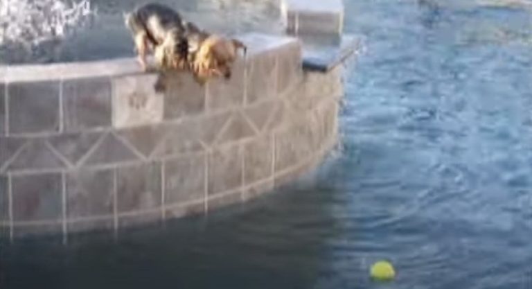 Yorkshire Terrier Takes a High Dive for His Ball