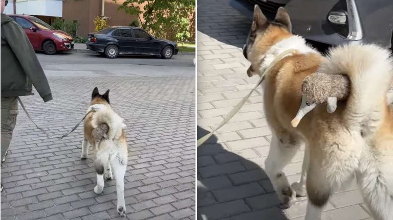 Akita Puppy Adorably Carries Stuffed Toy With His Curled Tail