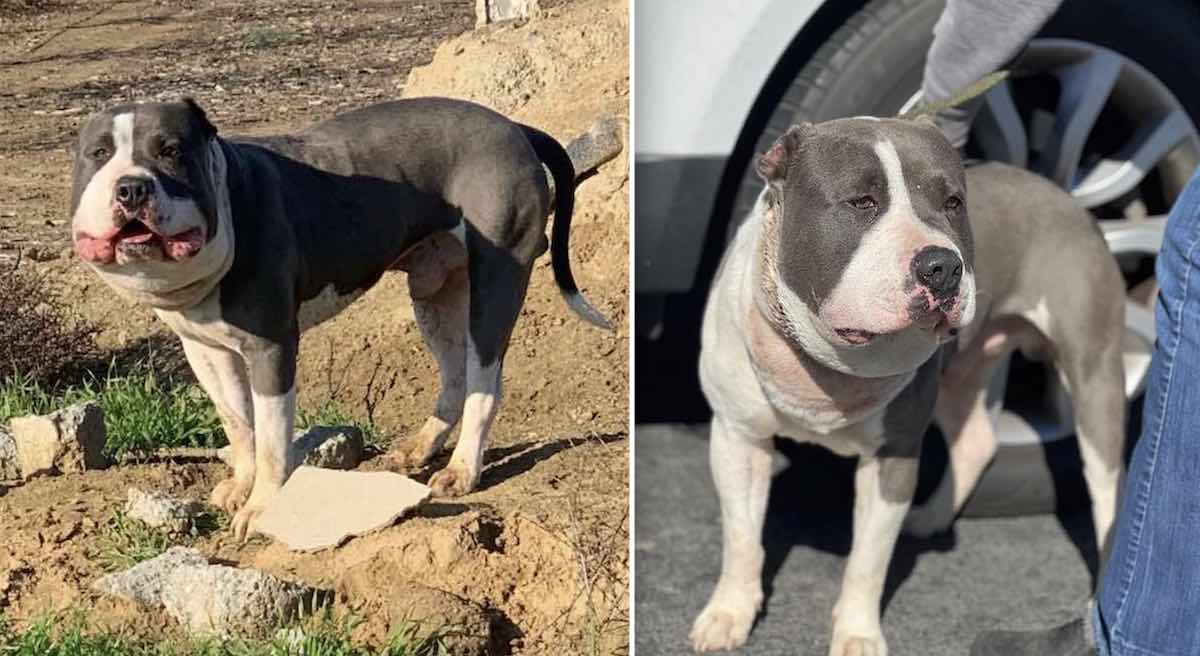 Rescuers treat dog found with embedded collar