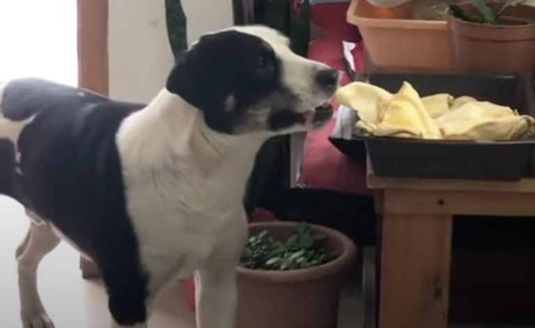 Dog Bounces with Joy After Stealing Treat from Store