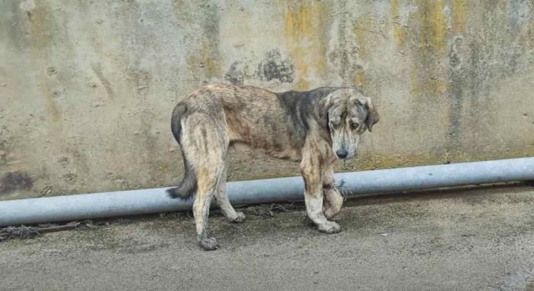 Stray Dog with Embedded Wire Around His Leg Gets the Help He Needs