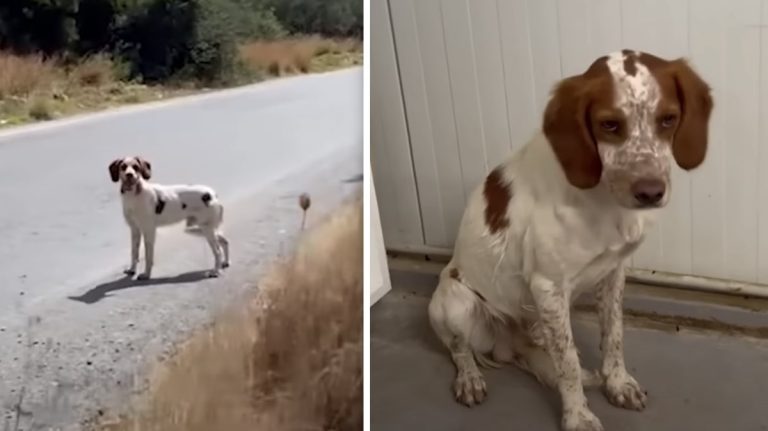 Abandoned Dog’s Tail is Tucked Under Him in Fright Until He Meets Rescuer