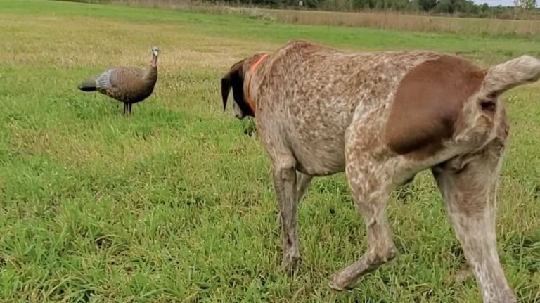 Senior Dog Cautiously Approaches Decoy Turkey And Shows He’s Still Got What It Takes