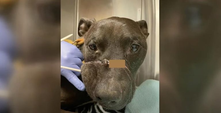 Homeless Dog Found with His Mouth Wired Shut is All Smiles Now