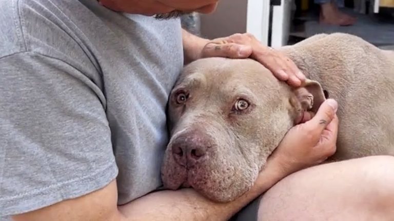 Rescue Dog Paralyzed With Fear Learns What Trust Is
