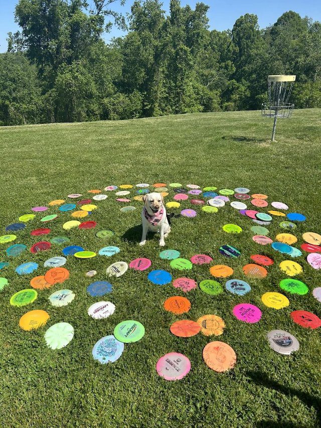 dog finds golf discs 