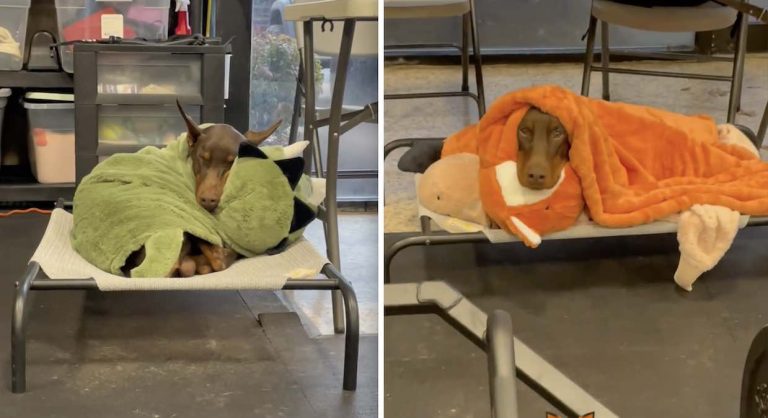 ‘Scary’ Doberman Shows Off His Blankie Collection in Adorable Video