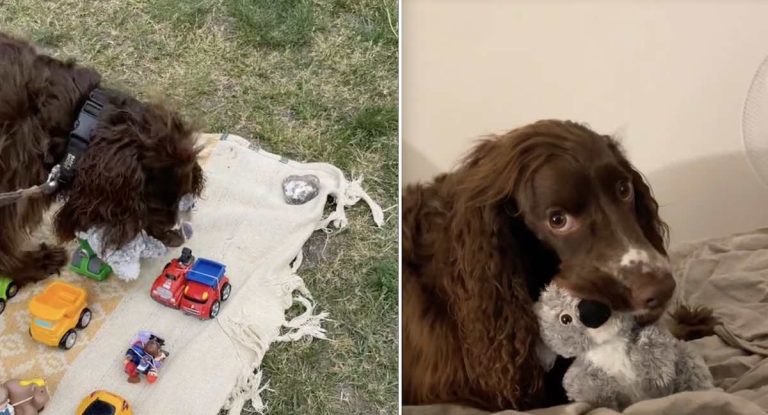 Dog Finds Koala Toy at Yard Sale and Falls in Love
