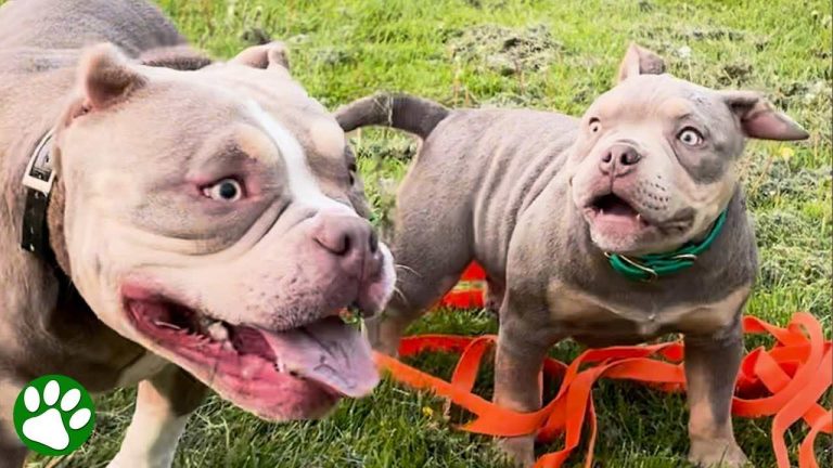Blind Rescue Dog Didn’t Like Other Dogs Until He Met This Blind Puppy