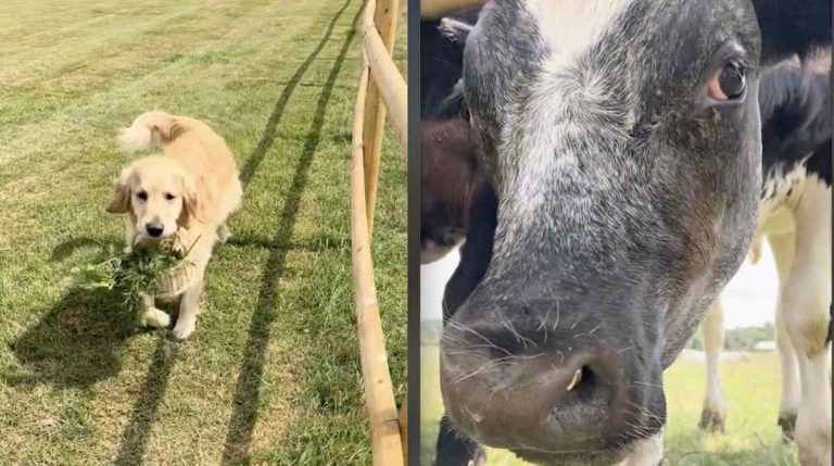 Adorable Golden Retriever Brings Homegrown Carrots to His Cow Friends