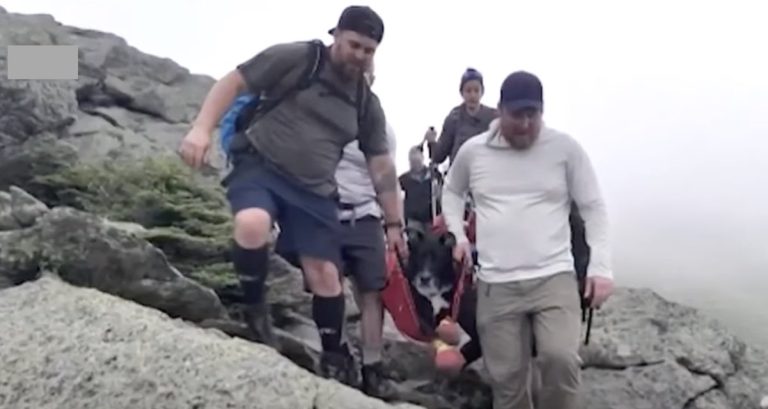 Fifteen Hikers Help Injured Dog Get Off Mountain In 16 Hour Rescue