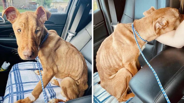 Severely Emaciated Puppy Has Sweetest Response to Rescuer in Car
