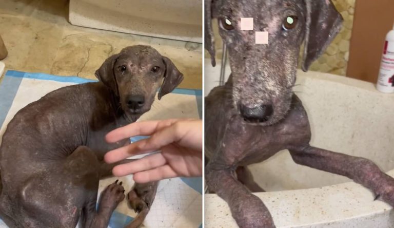 Mange-Covered Puppy Who Didn’t Want to Be Touched Slowly Comes Around