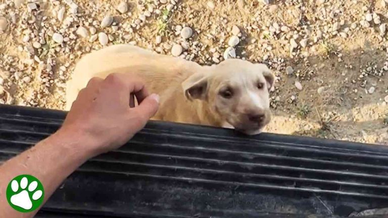 Stray Puppy Runs Over to Traveling Couple and Tells Them to Take Her Home