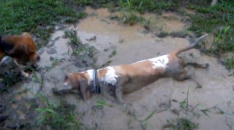 Basset Hound Delighted to Discover Mud Puddle at His New Home