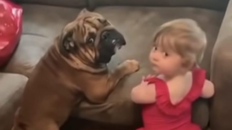 Baby and Bulldog Adorably Try to Climb On Couch at the Same Time