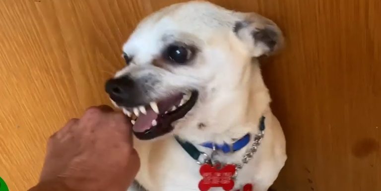 Tiny Dog Terrified of Being Touched Transforms With Loving Touch