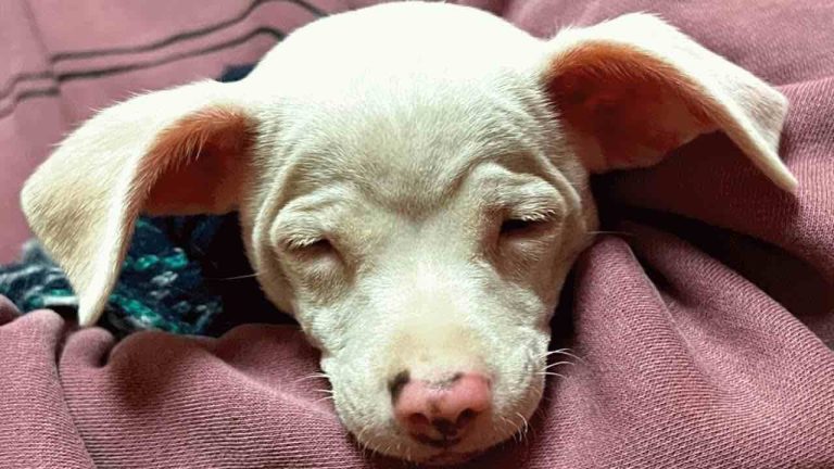 Blind and Deaf Puppy Surprises His Adoptive Family With Unique Abilities