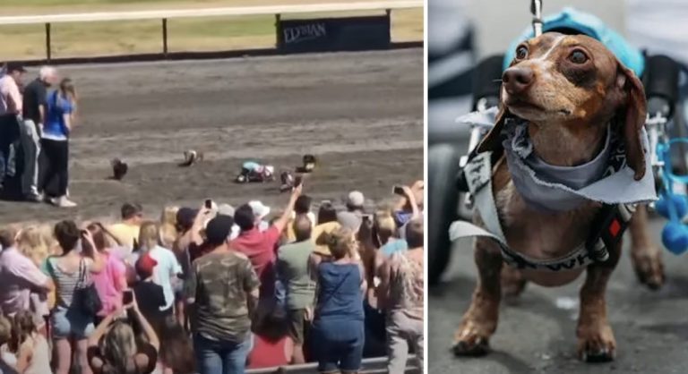 Special Dachshund has the Crowd Cheering Her On at Weiner Dog Race