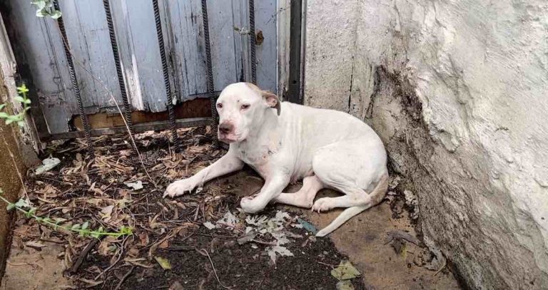 Rescuers Save Dog Limping in the Extreme Heat and are Shocked at What They Discover