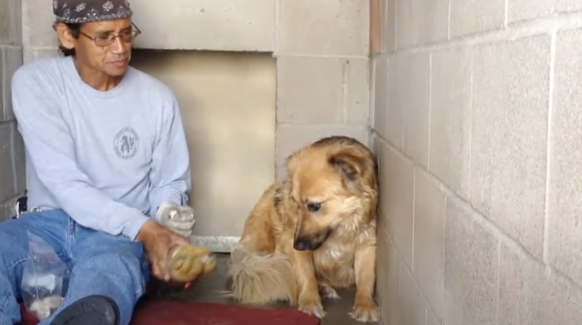 Dog Found Living Among Pack of Feral Dogs and Terrified of People Makes ...