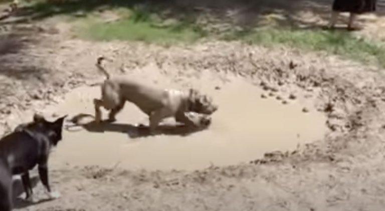 Adorable Pit Bull Transforms into Mud Monster at the Park