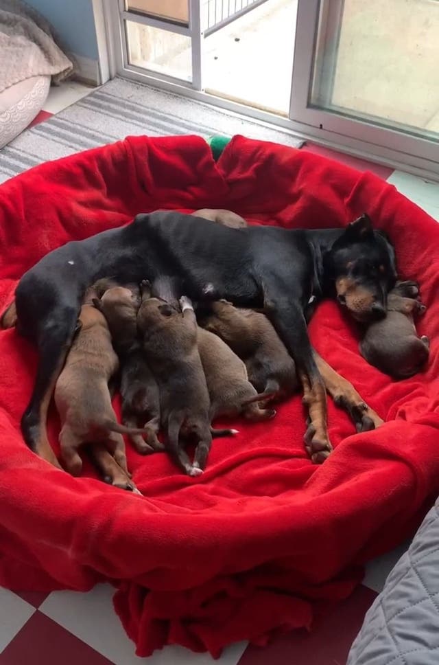 Darcy and her puppies. Hope Ranch Animal Sanctuary