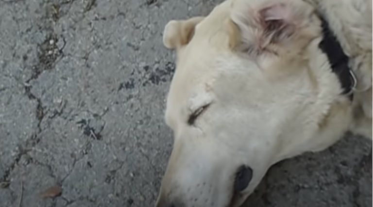 Man Shows How He Cleans His Dog’s Ears with Vinegar Solution