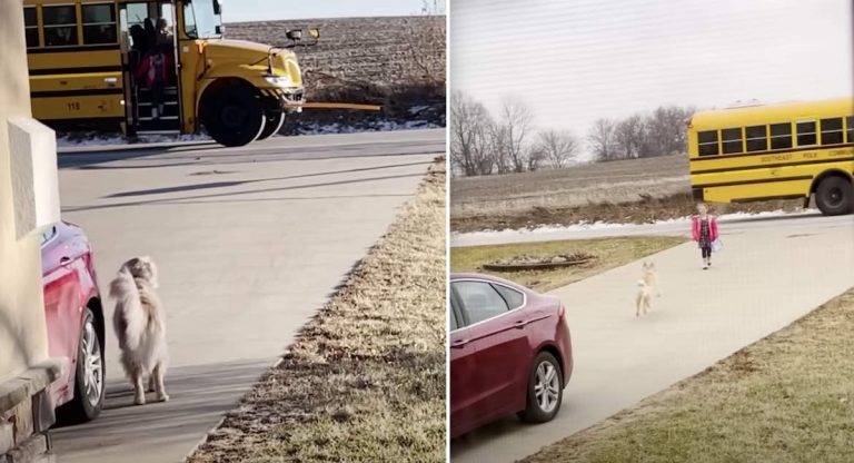 Golden Retriever Makes It His Job To Bring Girl To School Bus Every Day