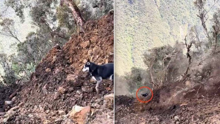 Dog Caught in Freak Landslide While On Hike Miraculously Survives