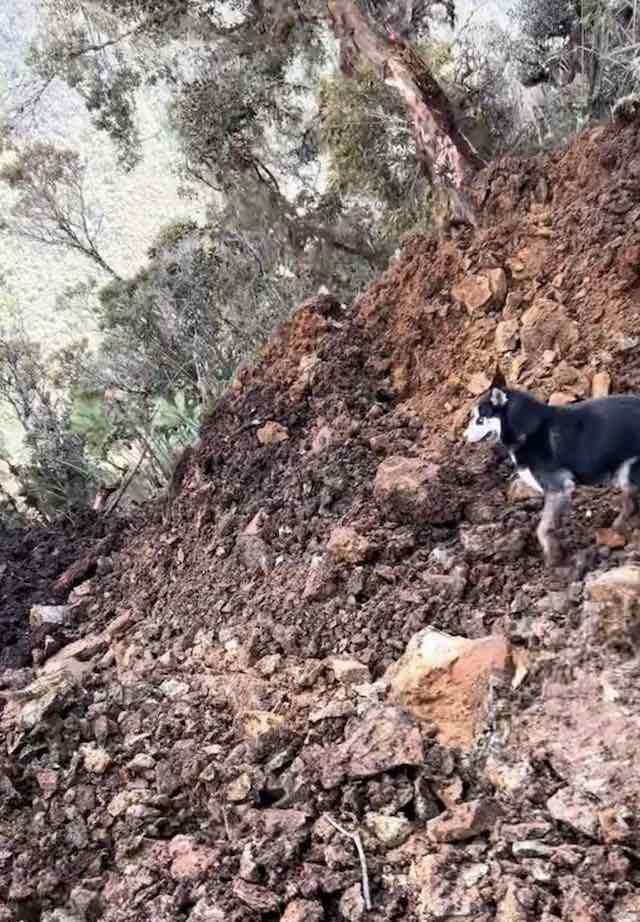 husky in landslide 