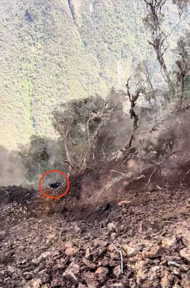 husky in landslide 