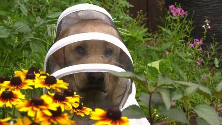 Labrador Retriever Helps His Mom with Backyard Beekeeping
