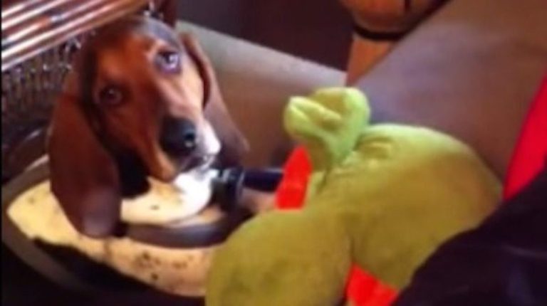 Dog Caught Being Gentle with Toy Gets Embarrassed So He Acts Tough