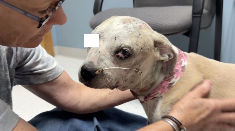Puppy Living on the Streets Shows Up at a Family’s House Severely Injured