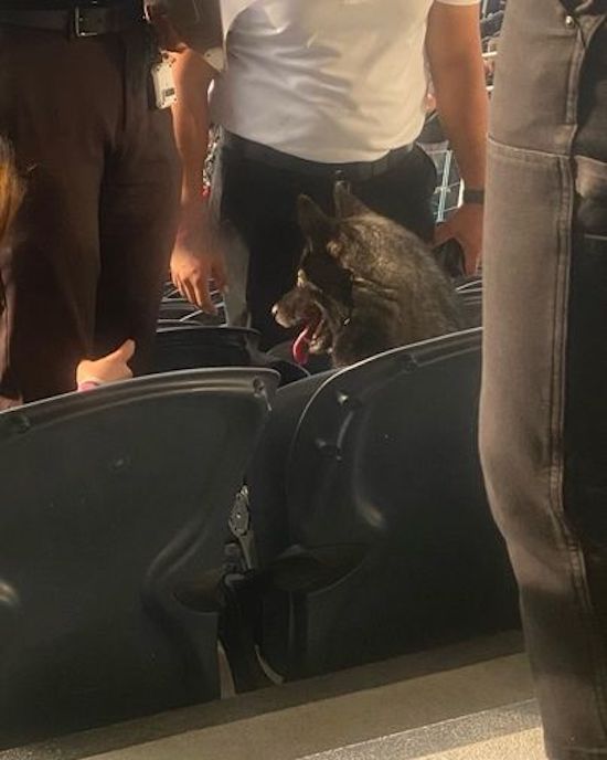 dog sneaks into Metallica concert