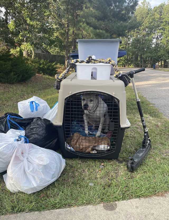 dog put out with the trash adopted