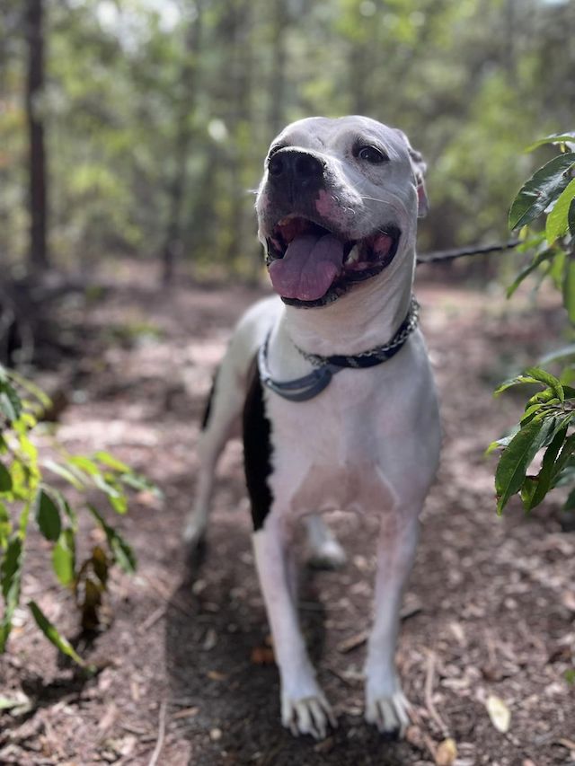 dog put out with the trash adopted