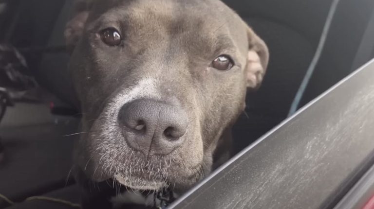 Pit Bull About to Be Put Down for Barking At Another Dog Adopted On Her ‘Last Day’