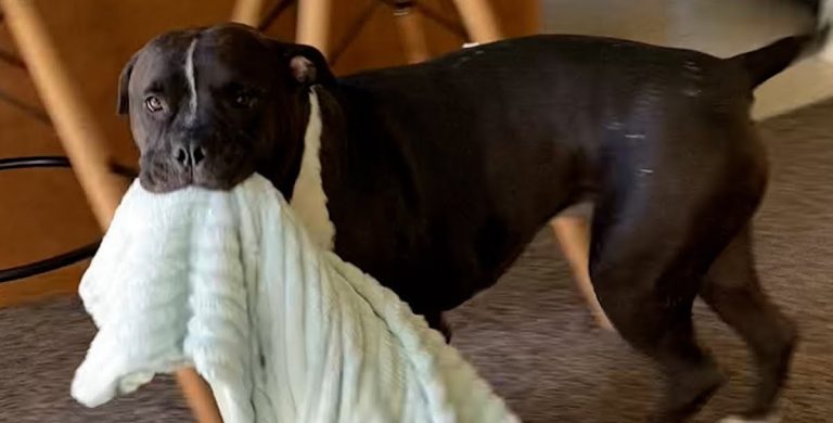 Pit Bull’s Adorable Daily Routine Makes His Mom Laugh