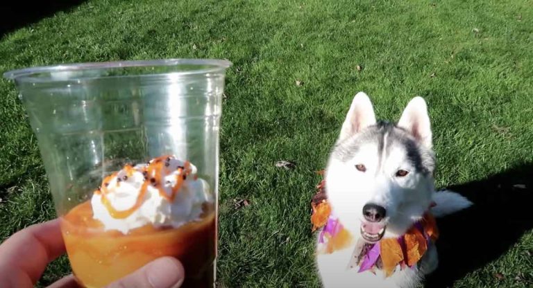 How to Make Pumpkin Spice ‘Mocha’ Latte for Dogs