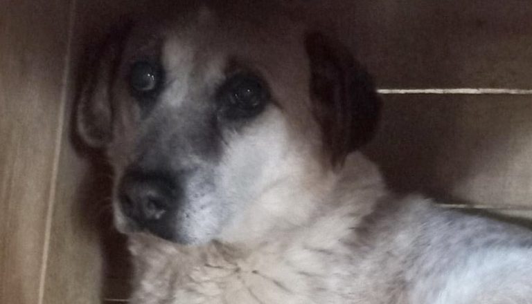 Shelter Dog Spent 7 Years Locked in the Dark Had Given Up Hope Until Now
