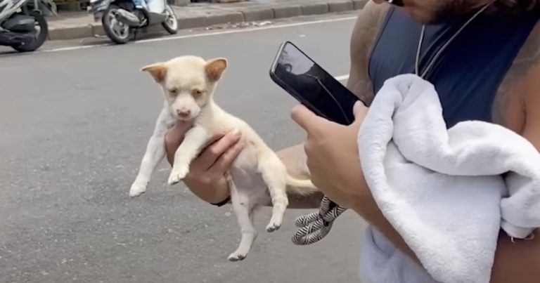 Puppy Discarded On Side of Road Thrilled to Meet Her New Family