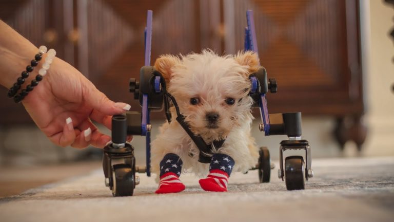 Tiny Yorkie Born By Mistake and Facing Many Health Challenges Gets the Mom He Deserves