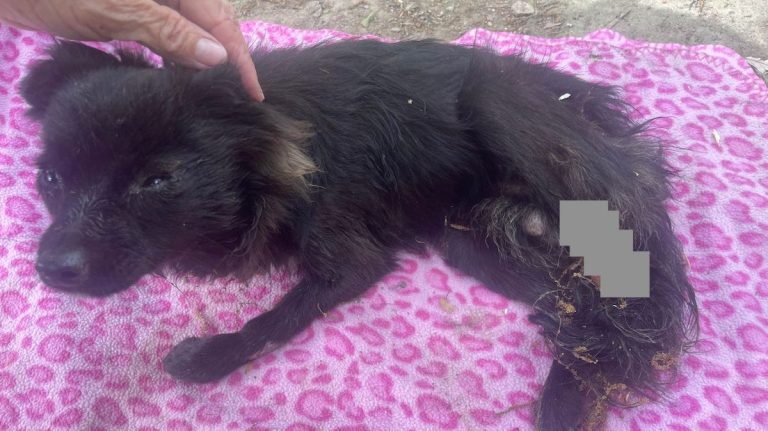 Tiny Dog Badly Hurt in Attack Shows He Has the Feisty Spirit Needed to Recover