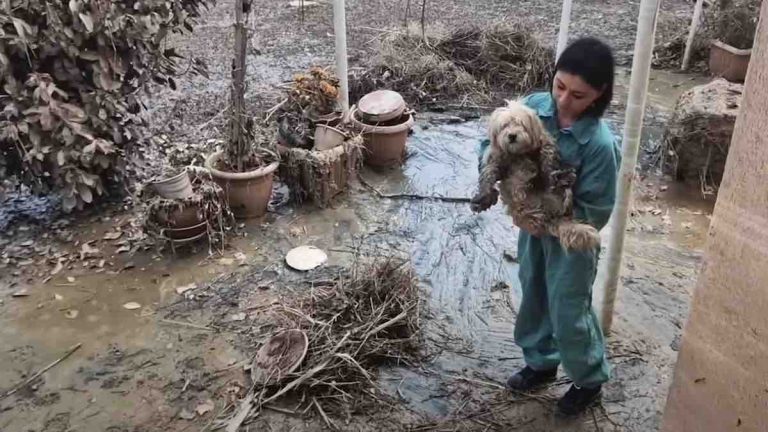 Small Dog Miraculously Survives Devastating Flood That Destroyed Her House