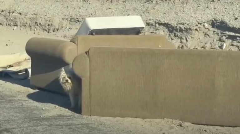 Abandoned Dog Living By Discarded Couch In Desert Finally Rescued