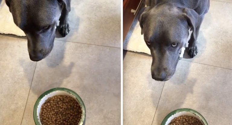 Funny Dog Won’t Eat His Kibble Unless It’s ‘Microwaved’ Into ‘Human Food’