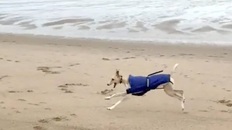Newly Rescued Greyhound Joyously Runs Free on the Beach for the First Time